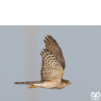 گونه قرقی Eurasian Sparrowhawk